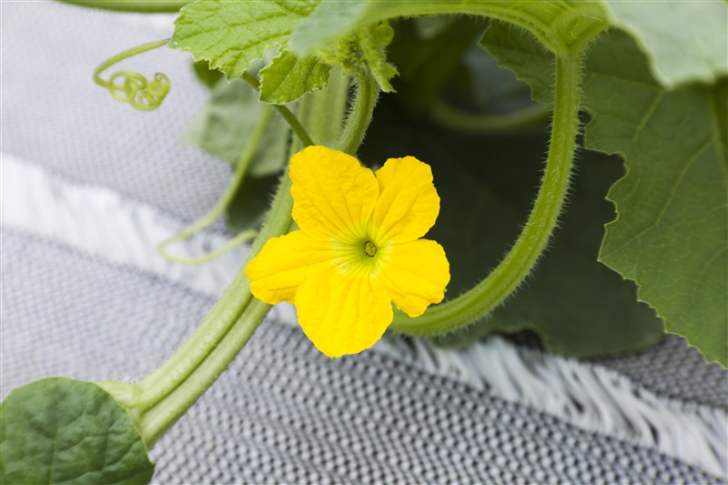 歯にたまご Shoptakii 食べるならメロンより まくわうりが好きだけどな でも花言葉はメロンはポジティブな感じでイイですね Twitter