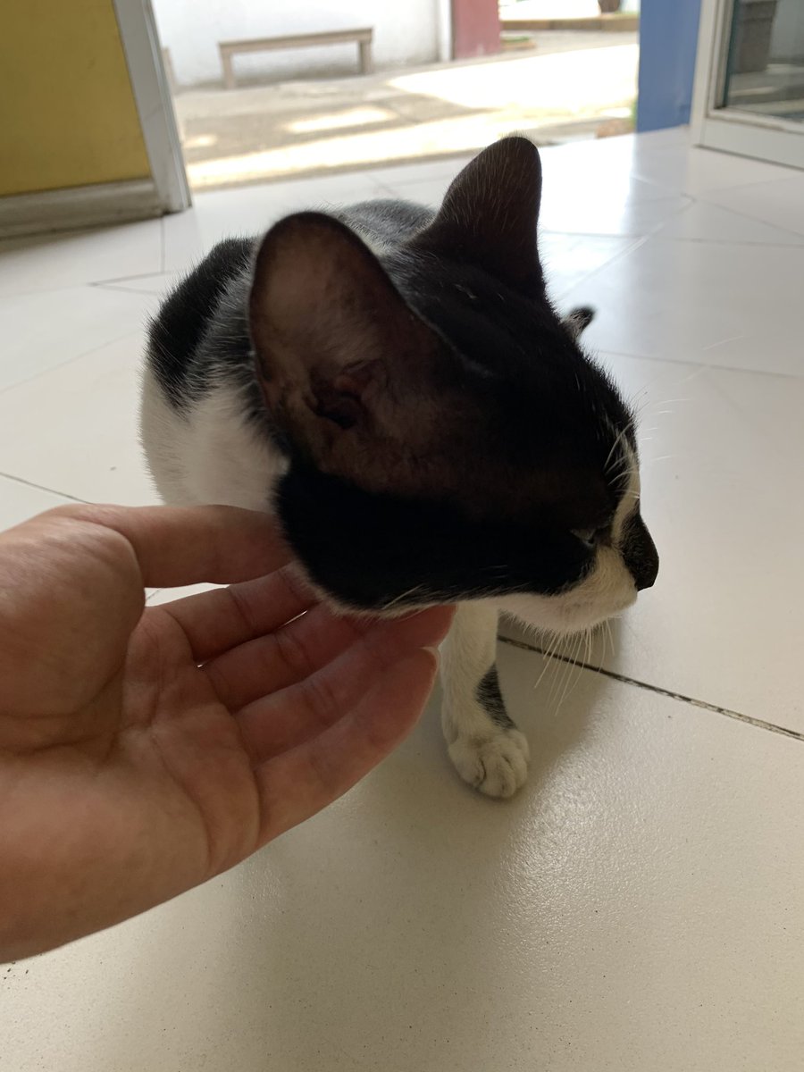 PhilinterJP's tweet photo. 2020/07/13

自然体が一番ニャン

#絶対カメラを見ない　#お願いカメラ見てっ
#猫のいる暮らし　#猫のいる生活　#猫好きさんと繋がりたい　#フィリピン　#セブ島　#語学学校 https://t.co/WVz6oMR3kx