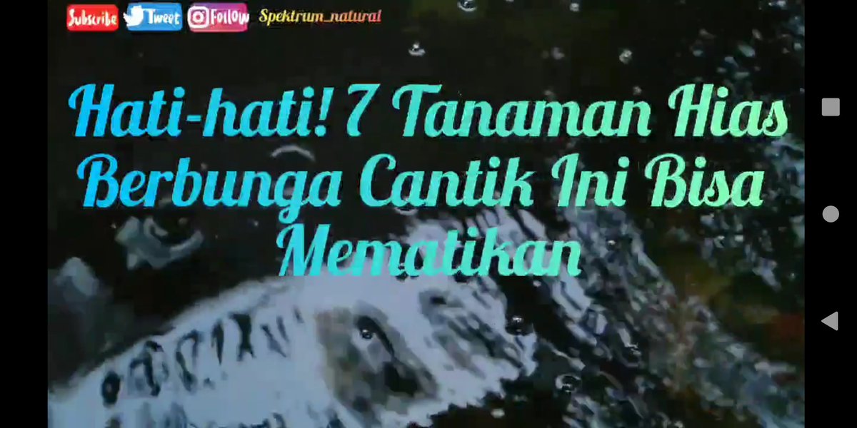 IpSetiaji's tweet photo. Hati-hati! 7 Tanaman Hias Berbunga Cantik Ini Bisa Mematikan #Mpls #Gempa Mbah Lindu https://t.co/fiN9A7aGS0