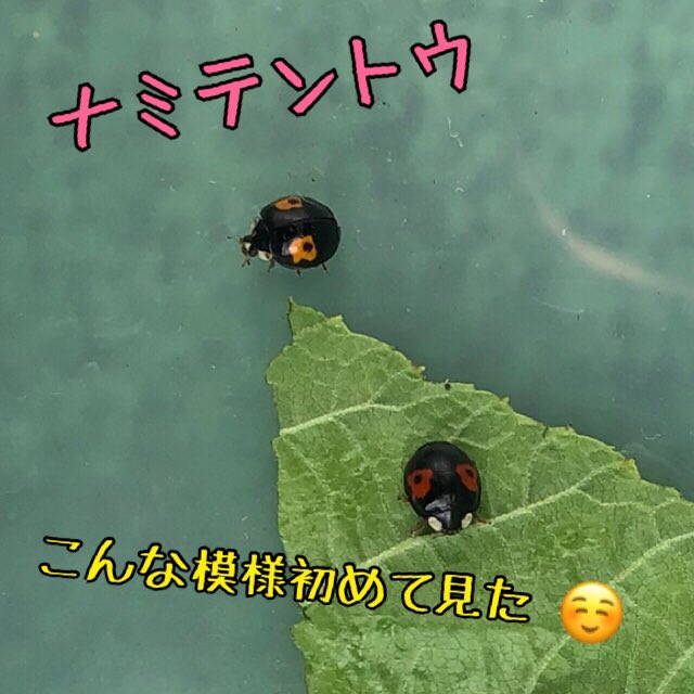 アブラムシ駆除 Twitter Search Twitter