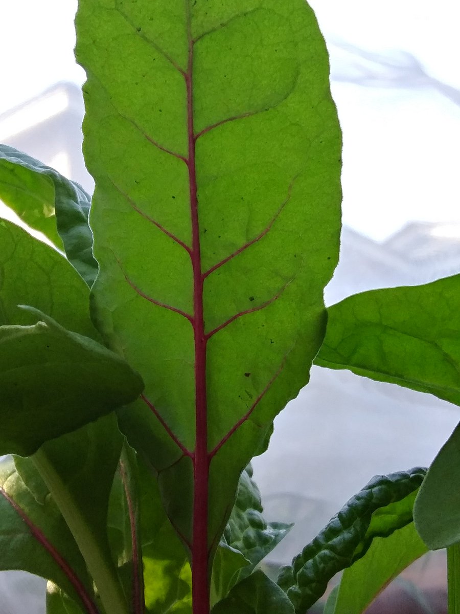 Dustena1's tweet photo. My first time growing swiss chard in my garden. 
#AllOrganic #greens #QuarantineGardening #GardenersWorld #gardenlife https://t.co/cPUvvfkKqx