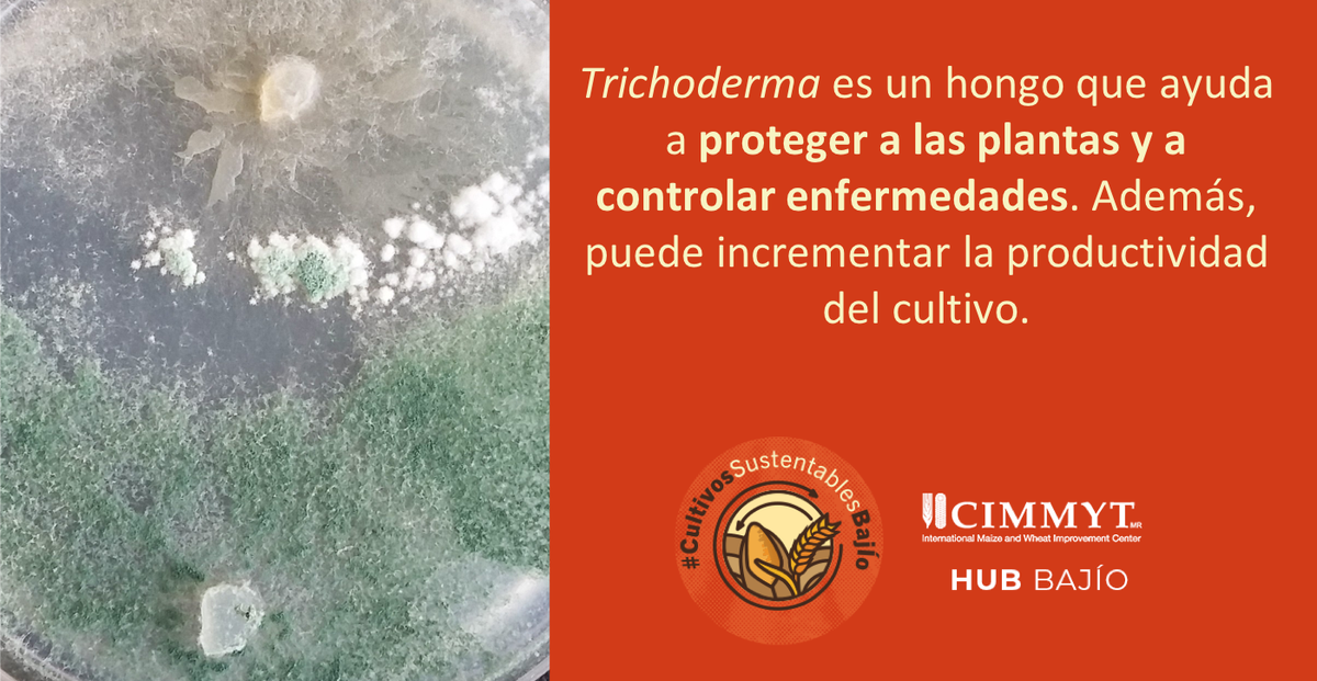#CultivosSustentablesBajío | Trichoderma ayuda a proteger las plantas y a controlar poblaciones de microoganismos que les pueden causar enfermedades.

<a href="/HubBajio/">Hub Bajío</a>
<a href="/ErickOH_AC/">Erick Ortiz Hdez</a>
<a href="/Paus_Camacho/">PAULINA CAMACHO RUIZ</a>