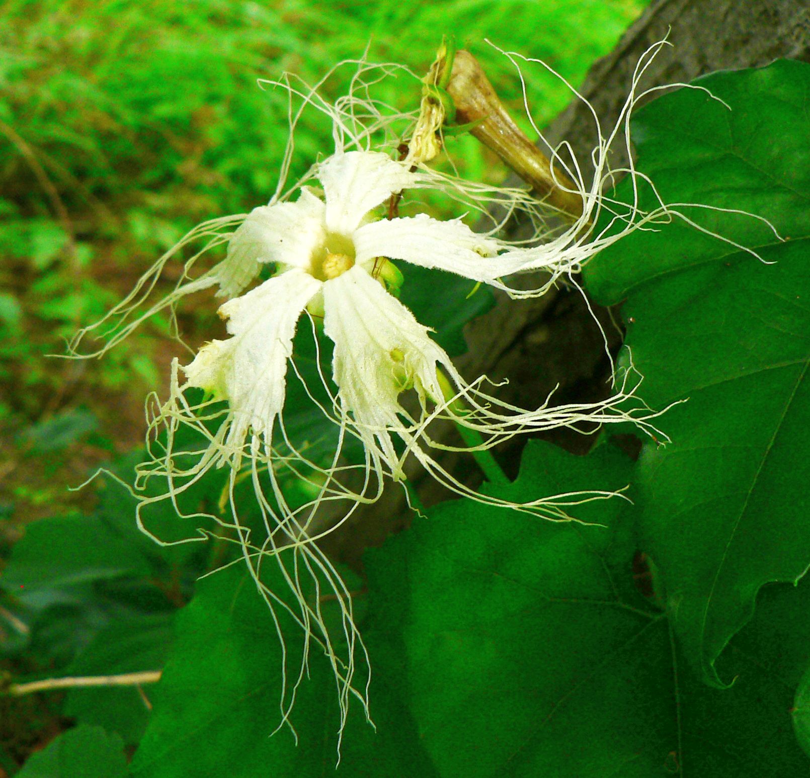 こころんグリーン 近所の空き地に キカラスウリの花が咲いていました 花びらの先が細い糸になって何本も出て クラゲが漂っているような佇まいです 特徴的な花です キカラスウリ 細い糸 クラゲ 白い花 山野草 野草 初夏の花 初夏 園芸