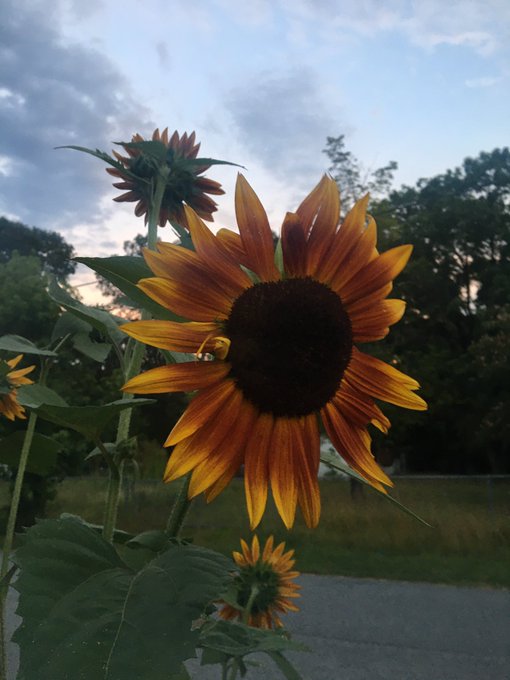 Sunflowers are getting bigger and looks pretty ❤️ 1st time growing them can&rsquo;t believe how big they get<a href="/tag/transdayofvisibility"class="tags"><span>#transdayofvisibility</span></a>