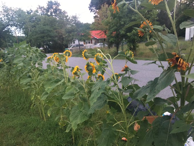 Sunflowers are getting bigger and looks pretty ❤️ 1st time growing them can&rsquo;t believe how big they get<a href="/tag/transdayofvisibility"class="tags"><span>#transdayofvisibility</span></a>
