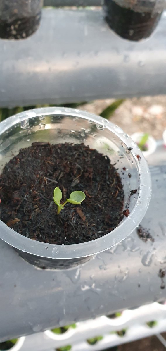 tiaraho's tweet image. D93 ✅ Tips semai
Hasil coba2 cara semai, menurutku yg plg praktis dgn berbagai kekurangan dan kelebihan, pakai pasir malang, siram air ngecembeng, tebar benih, di gelapin 1/2 mlm trs kenain simat. Kiri ✅ kale di pasir mlg. Kanan ✅ di pindah ke sekam bakar+kompos wick sistem