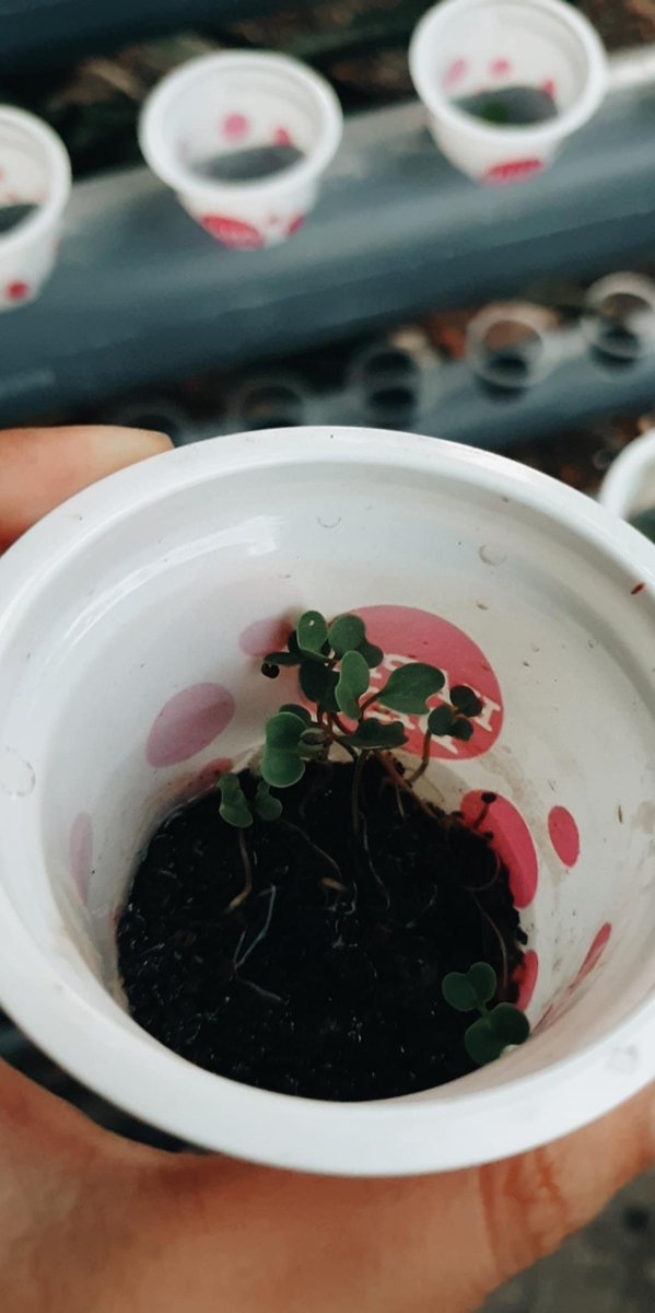 tiaraho's tweet image. D93 ✅ Tips semai
Hasil coba2 cara semai, menurutku yg plg praktis dgn berbagai kekurangan dan kelebihan, pakai pasir malang, siram air ngecembeng, tebar benih, di gelapin 1/2 mlm trs kenain simat. Kiri ✅ kale di pasir mlg. Kanan ✅ di pindah ke sekam bakar+kompos wick sistem