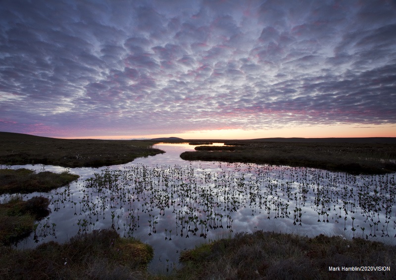 Check before you buy! Sadly, more than 94% of the UK’s lowland peat bogs have been destroyed or damaged and a wealth of wildlife has been lost with it. Help protect peatlands by only buying peat-free compost 👉 wtru.st/3iyil4I #ActionForInsects