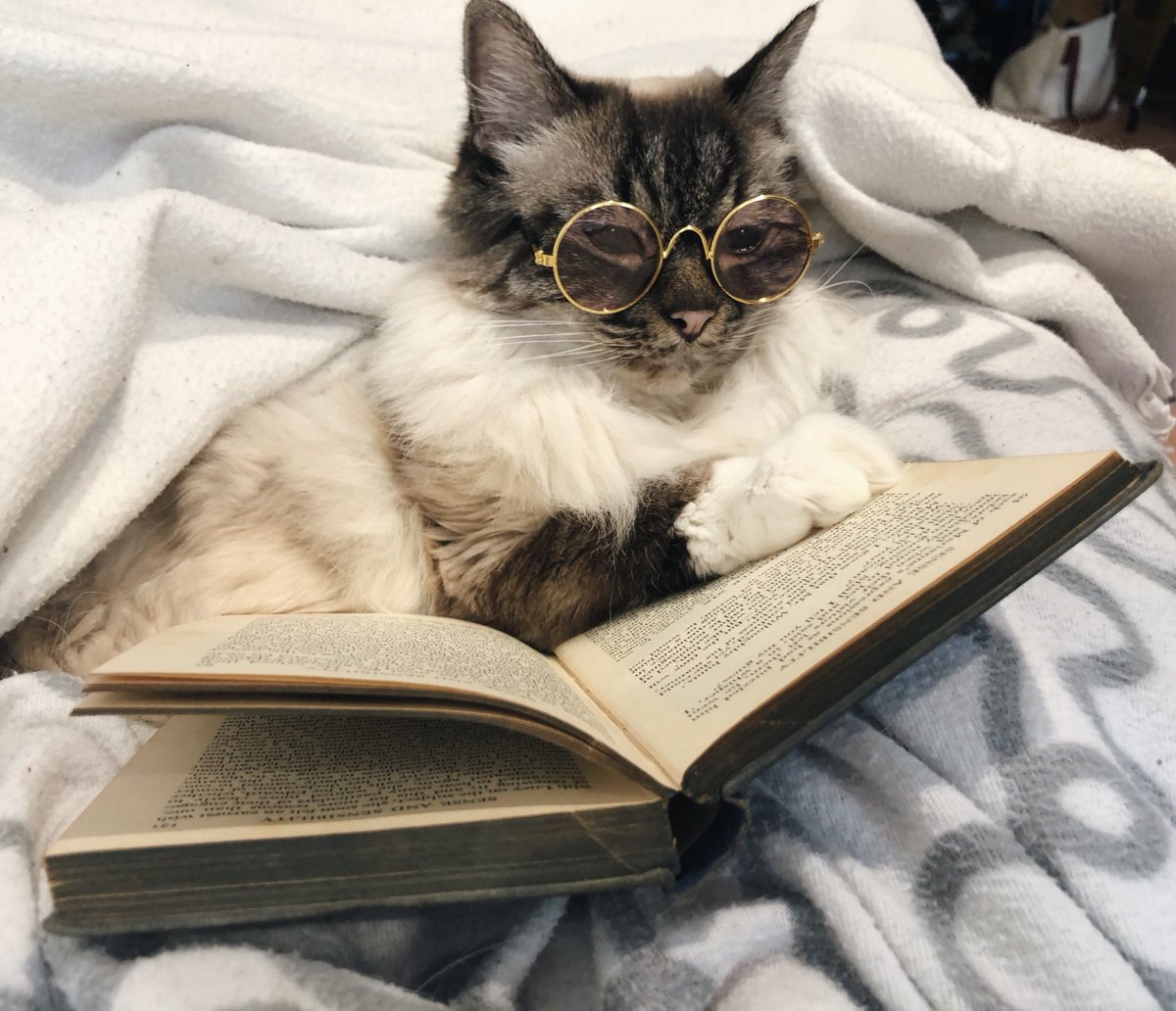 It is a truth universally acknowledged, that a single Cat in possession of a good Book,