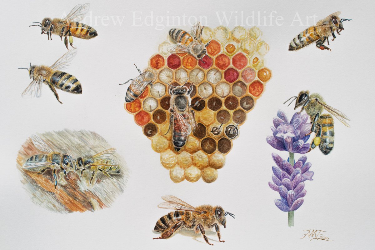 AndrewEdginton's tweet photo. Age 17. Finished Honey Bees in watercolour A4. 
Please share!!
@bbcsoutheast @BBCSpringwatch @BBCCountryfile @britishbee @swlanaturaleye @Natures_Voice https://t.co/4lUrh2BIPr