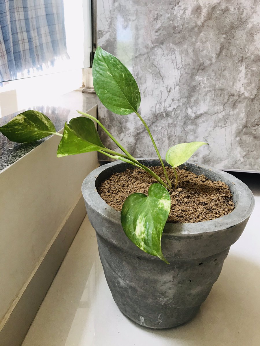 vj_nisarg's tweet image. Say &quot;Hi&quot; to #MyBabyTree Money plant 🌱

@mybabytreeindia @aditiraval