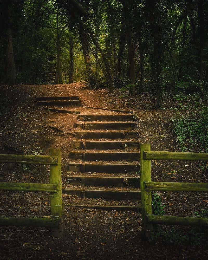 OutdoorReed's tweet photo. Stairway to (woodland) heaven. 
#woodlandsteps #summerwood #darenthcountrypark #lovetowalk #lightandshadow #woodlandpath #toplight #kentcountryside #freshairtherapy #kentwoodlands #trees #countrypark #darenth #mykent #lovekent #visistkent #explorekent #woodlandwalk #naturewalk https://t.co/FqCewU1snY