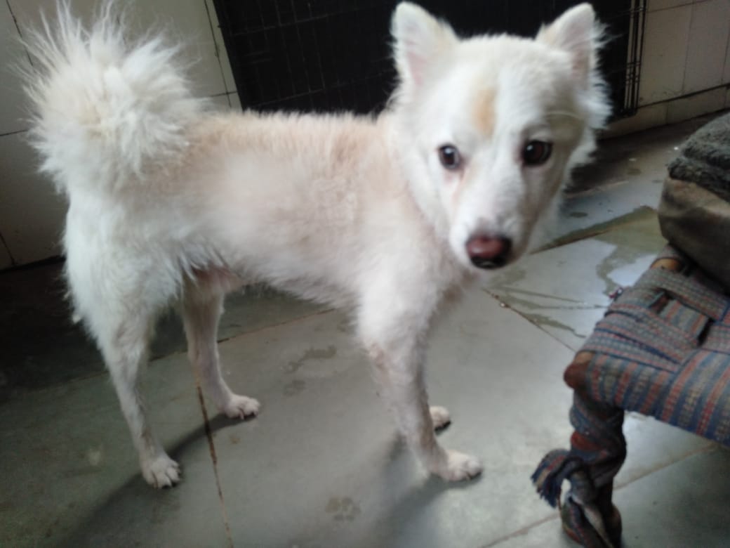 Abhishek Joshi Delhi Spitz Bean Was Found Abandoned In Punjabi Bagh He Is Estimated To Be About A Year Old Maybe Less And He Is Perfectly Healthy T Co Trdssn4xsc We Abhishek Joshi Delhi Spitz Bean Was Found Abandoned In Punjabi Bagh He Is Estimated To Be About A Year Old Maybe Less And He Is Perfectly Healthy T Co Trdssn4xsc We
