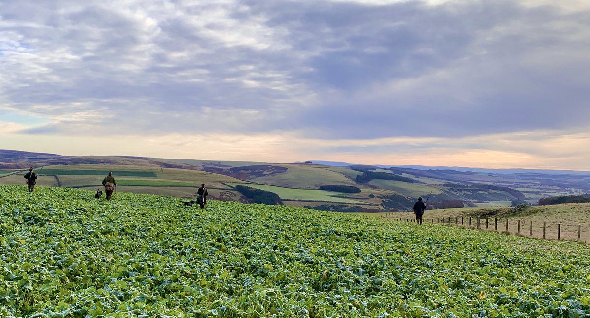 BordersGameDays's tweet photo. NEW GAME SHOOTING OPPORTUNITIES IN THE SCOTTISH BORDERS!
Only 30 mins drive from Edinburgh on the edge of the Lammermuir Hills. Mixed bag Driven, Mini, Walked Up, Ducks, Gun Dog Training, Roe Deer stalking, NO VAT! PM for details or https://t.co/ROgsBSLrfP https://t.co/B9VX6oo9S0