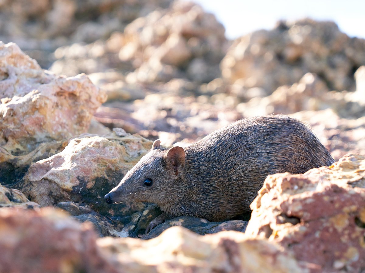 Judy_Dunlop's tweet photo. There are no golden bandicoots here, only rocks. 
#wildoz https://t.co/MGsZYnPOlI