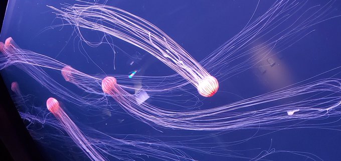 クラゲ 高画質 のtwitterイラスト検索結果 クラゲ 高画質 のtwitterイラスト検索結果