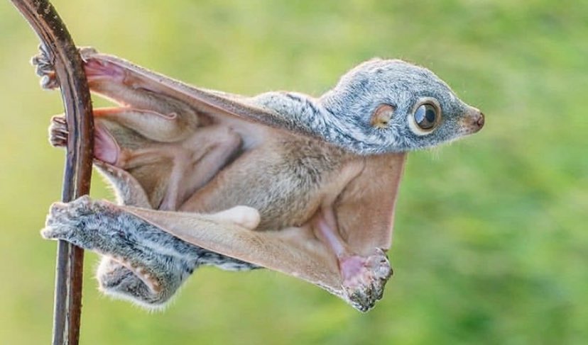 ジーベンロック フジエ 世にも珍しい空飛ぶサル ヒヨケザル のスーパーヒーロー感wwww