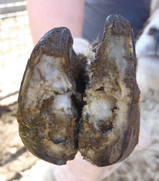 Summer is an ideal time to get on top of #lameness to help prepare #ewe flocks for a productive tupping period &amp; ensuring lameness is not holding #lambs back from finishing. Take a look at this latest research on reducing lameness in #sheep ow.ly/nVCR50AuPXL