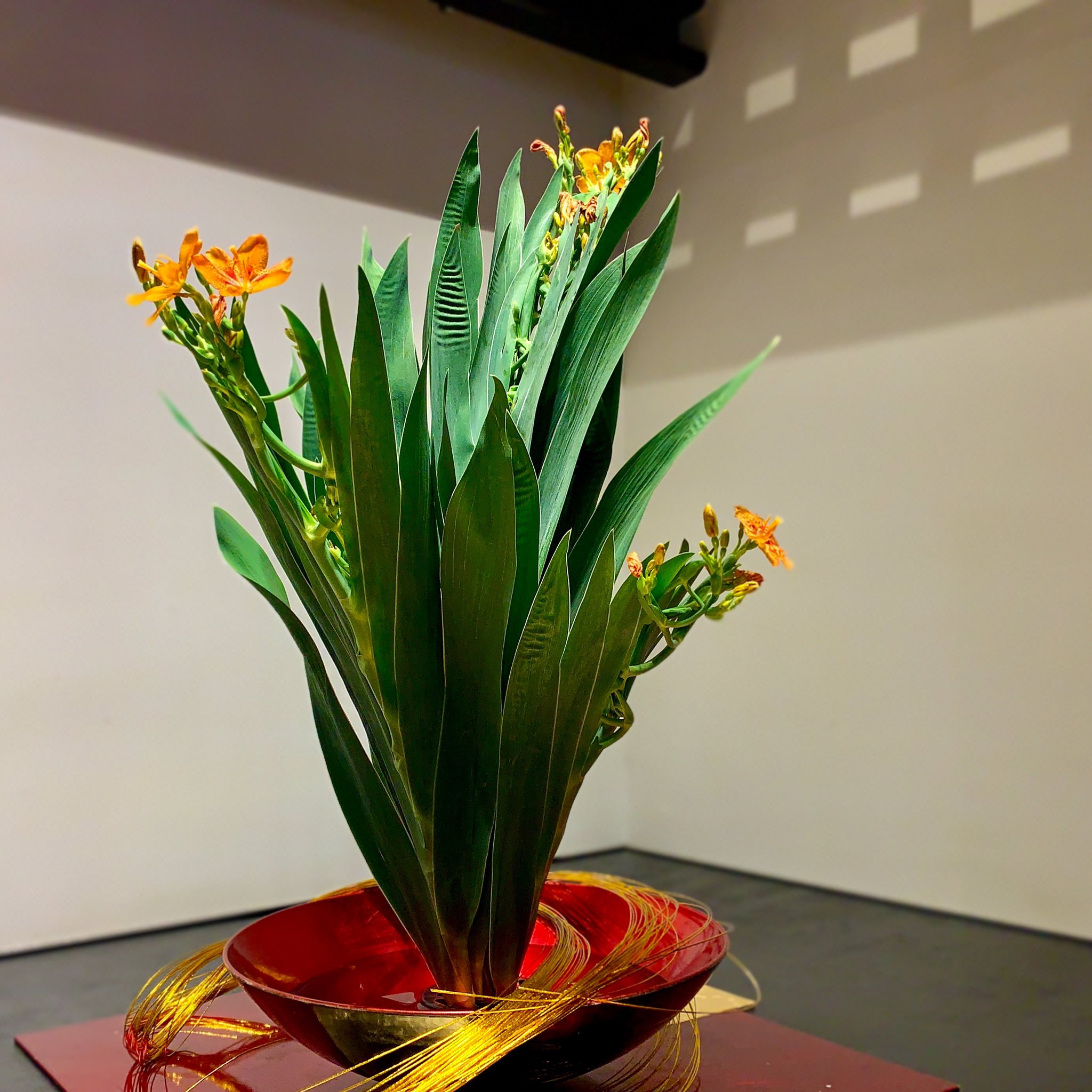 福寿園 京都本店 店内では 檜扇 ヒオウギ が 美しくたくましい葉を広げています まるで 扇がパッと 開いたような その姿 京都では 祇園祭を彩る祭花としても活躍しますね 疫病 悪霊退散 厄除けの花 皆さまのご健康と 一日でも早く 平穏な日常を