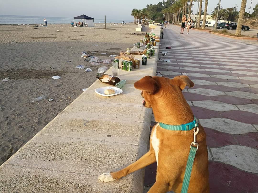 -No entiendo porque le cerdos pueden disfrutar de la playa y nosotros no...