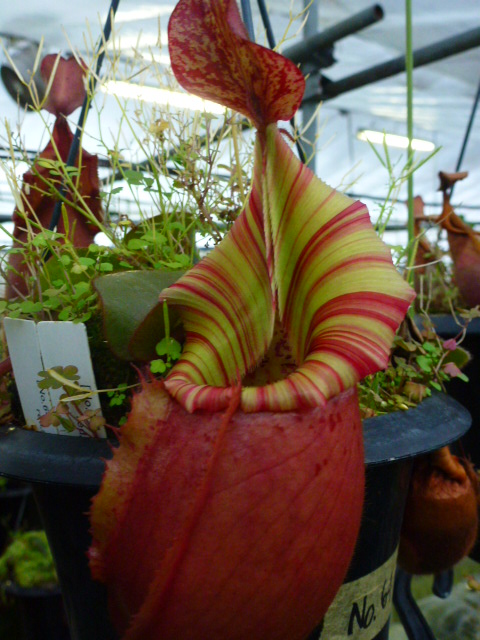 N.veitchii Bario ＃山田食虫植物農園 ＃ネペンテス