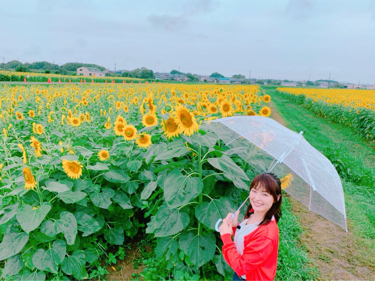 熊谷奈美 綺麗なひまわり畑 今日は雨だけど元気もらえるー ぷらっと旅気分 ロケ 小野市 ひまわり 満開 美肌写真アプリ 熊谷奈美 綺麗なひまわり畑 今日は雨だけど元気もらえるー ぷらっと旅気分 ロケ 小野市 ひまわり 満開 美肌写真アプリ