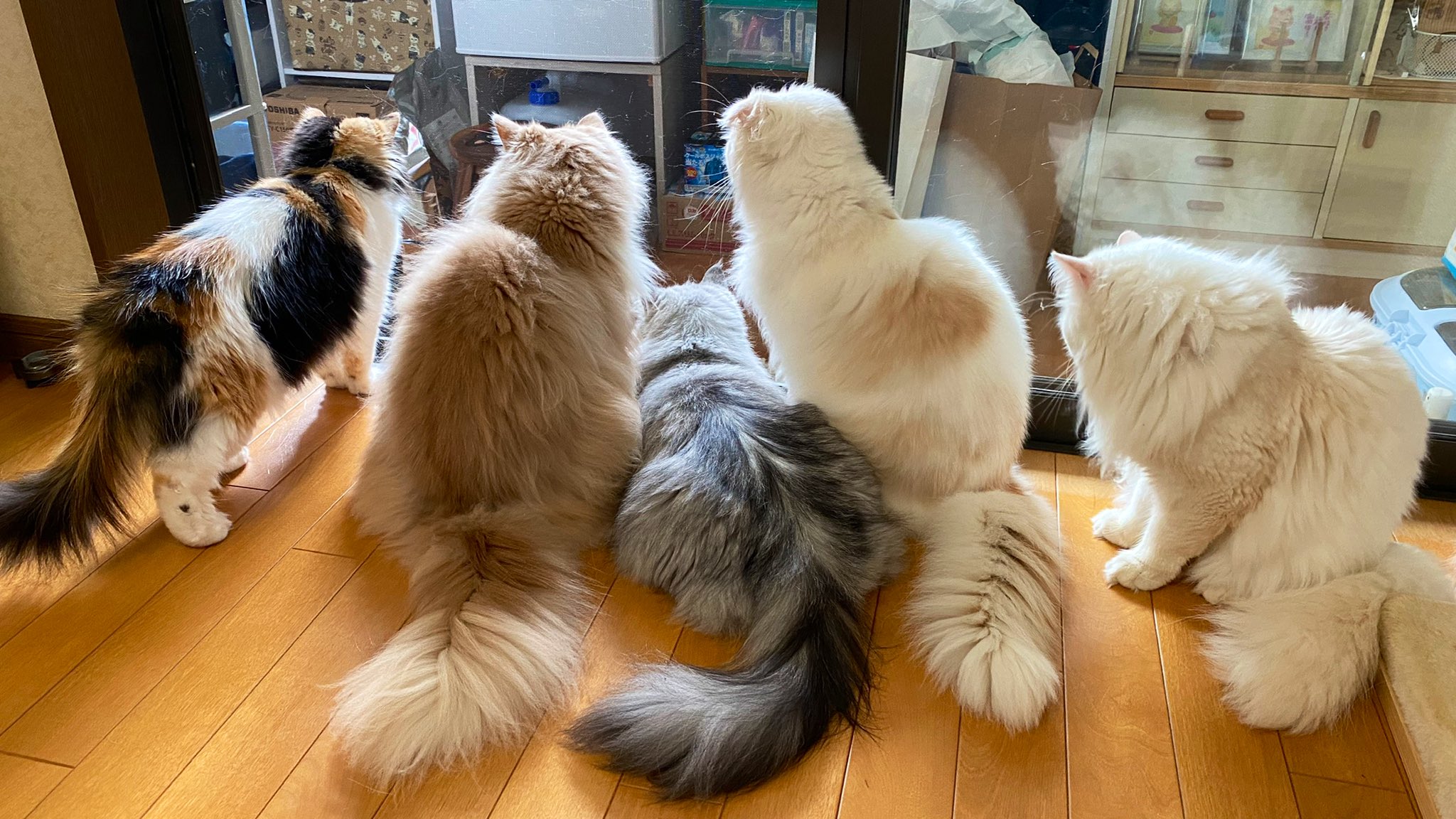 猫カフェジュエリー Twitter Search Twitter