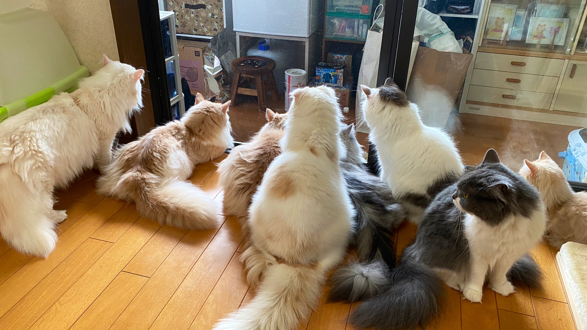 猫カフェジュエリー Twitter Search Twitter