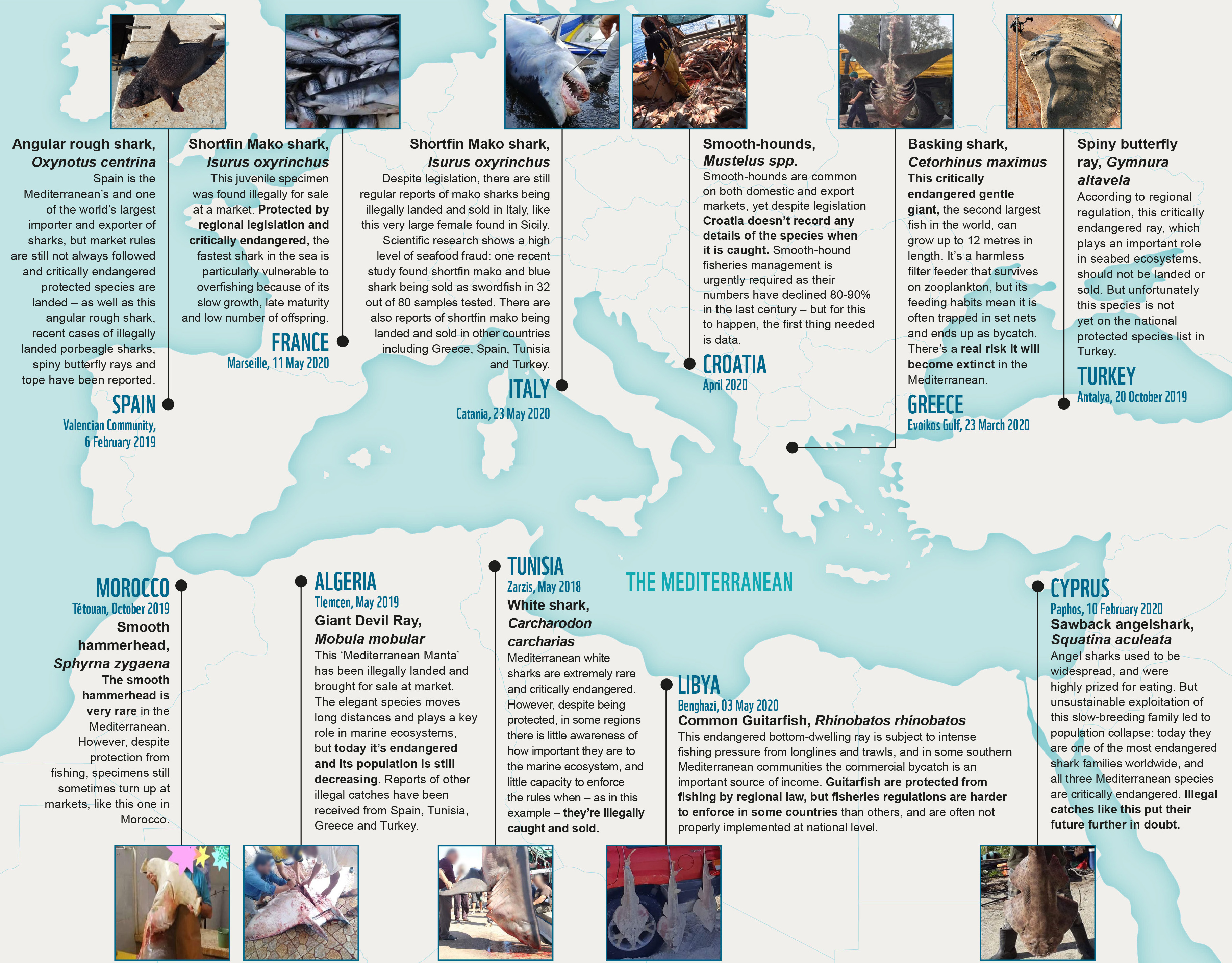 Wwf Mediterranean Marine Initiative Breaking Compelling Reports Obtained By Wwf Confirms Deadly Harvest Of Endangered Sharks Rays Illegally Fished In 11 Mediterranean Countries More Awareness Among Fishers Against Bycatch