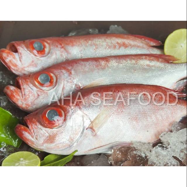 halomikan_id's tweet photo. Saya menjual Ikan Merah seharga Rp55.000. Dapatkan produk ini hanya di Shopee! https://t.co/ZQr9mhtCkt #ShopeeID https://t.co/jqGEJkwaSa