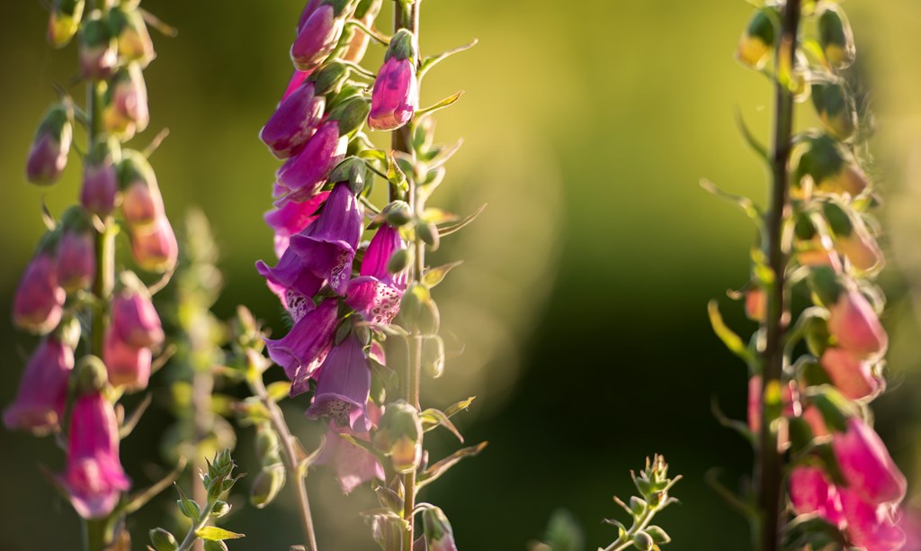 Foxgloves are some of the most recognisable wildflowers out at the moment. RSPB Scotland's Molly Martin shares five facts about foxgloves in our latest blog: bit.ly/2Oc2FWZ