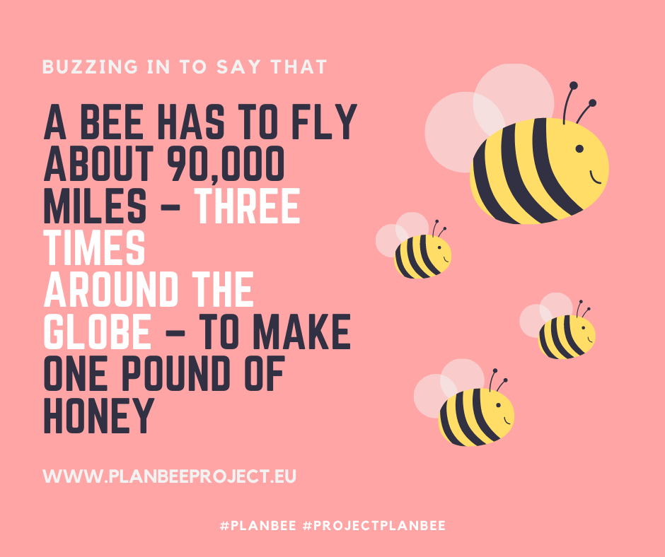 CcsFunded's tweet image. Hi, how have you bee-n? 🐝🐝

Did you know that a bee has to fly the distance three times around the globe to produce one pound of honey?

Find out more ➡️ planbeeproject.eu 🌎

#PlanBEE #ProjectPlanBee #ErasmusPlus