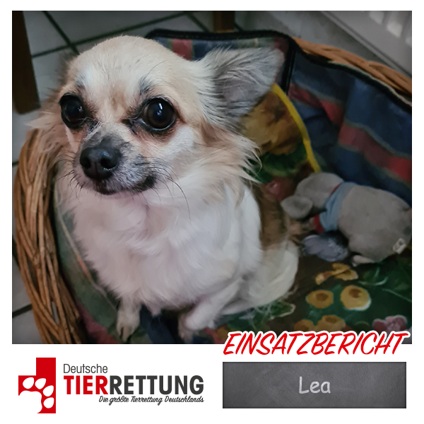 DtTierrettung's tweet photo. Tierrettung Einsatz: Lea in Lünen - https://t.co/9pulLOCfU2 https://t.co/OxIKosgXU2