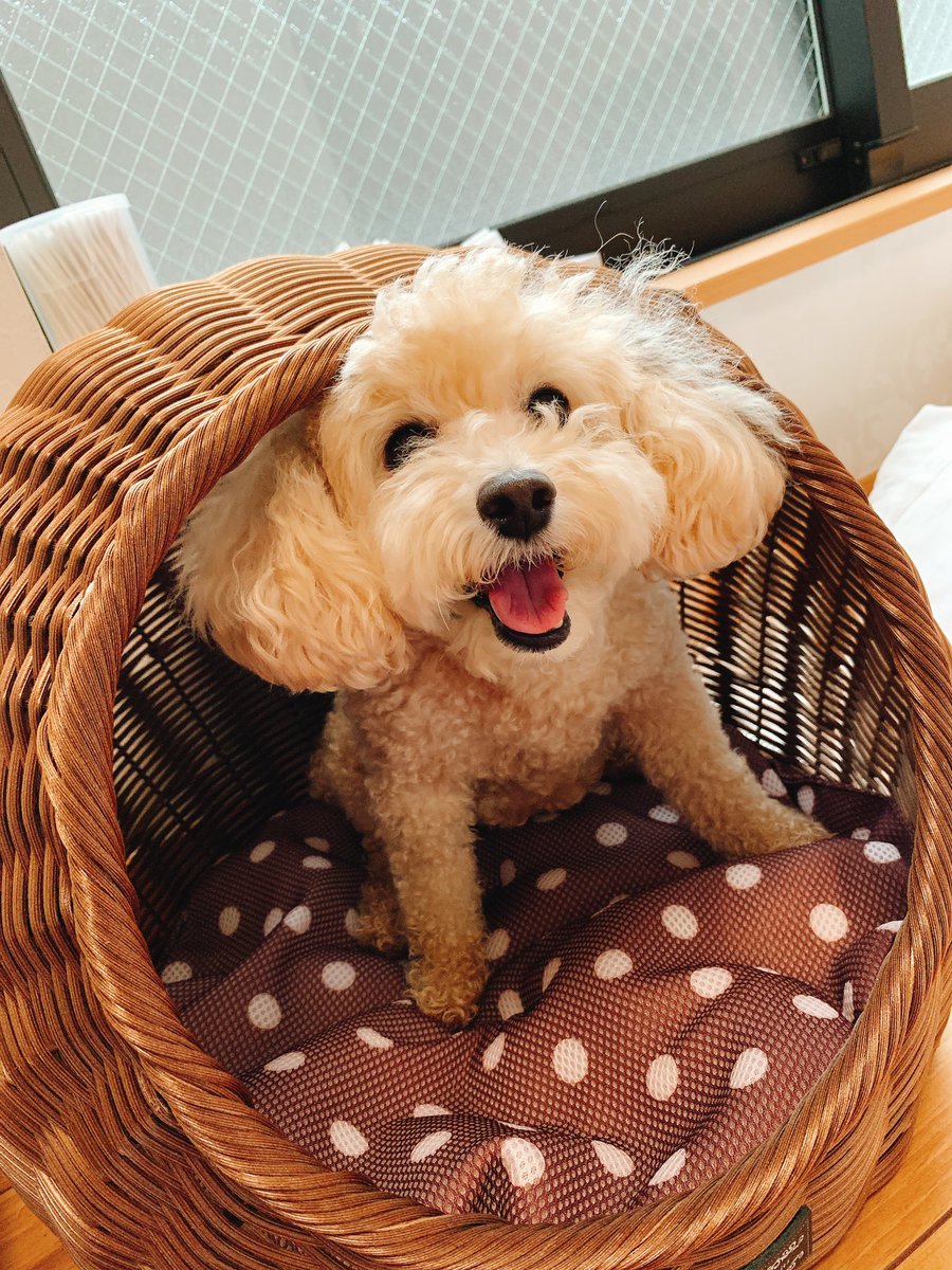 南大阪動物医療センター 犬ちぐら T Co Sct5fot2wb Twitter