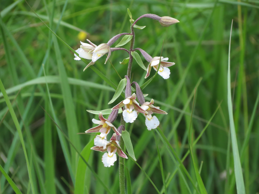 MarkoValker's tweet photo. Marsh Helleborine (Epipactis palustris) - Orchid of the Year 2020 in Estonia. #visitestonia #orchids #orchidoftheyear https://t.co/ujA8GFrDYP