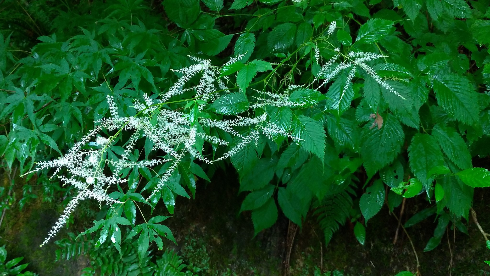 アカショウマ Twitter Search Twitter