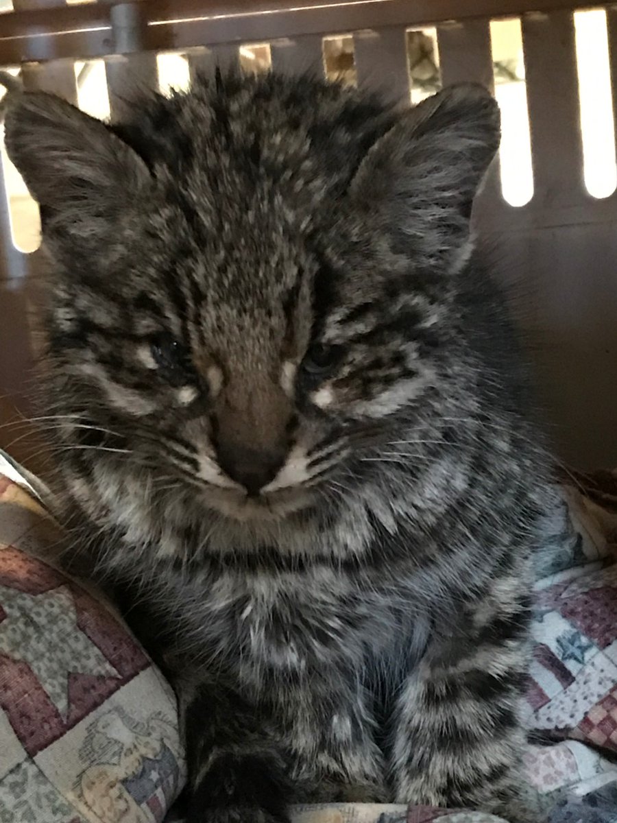 tambonic's tweet photo. En Aluminé rescataron un gato montés que había quedado atrapado en dos trampas metálicas. Estaba en grave estado por las heridas y con hipotermia, pero ahora se recupera favorablemente https://t.co/Mgp8tx8NZj