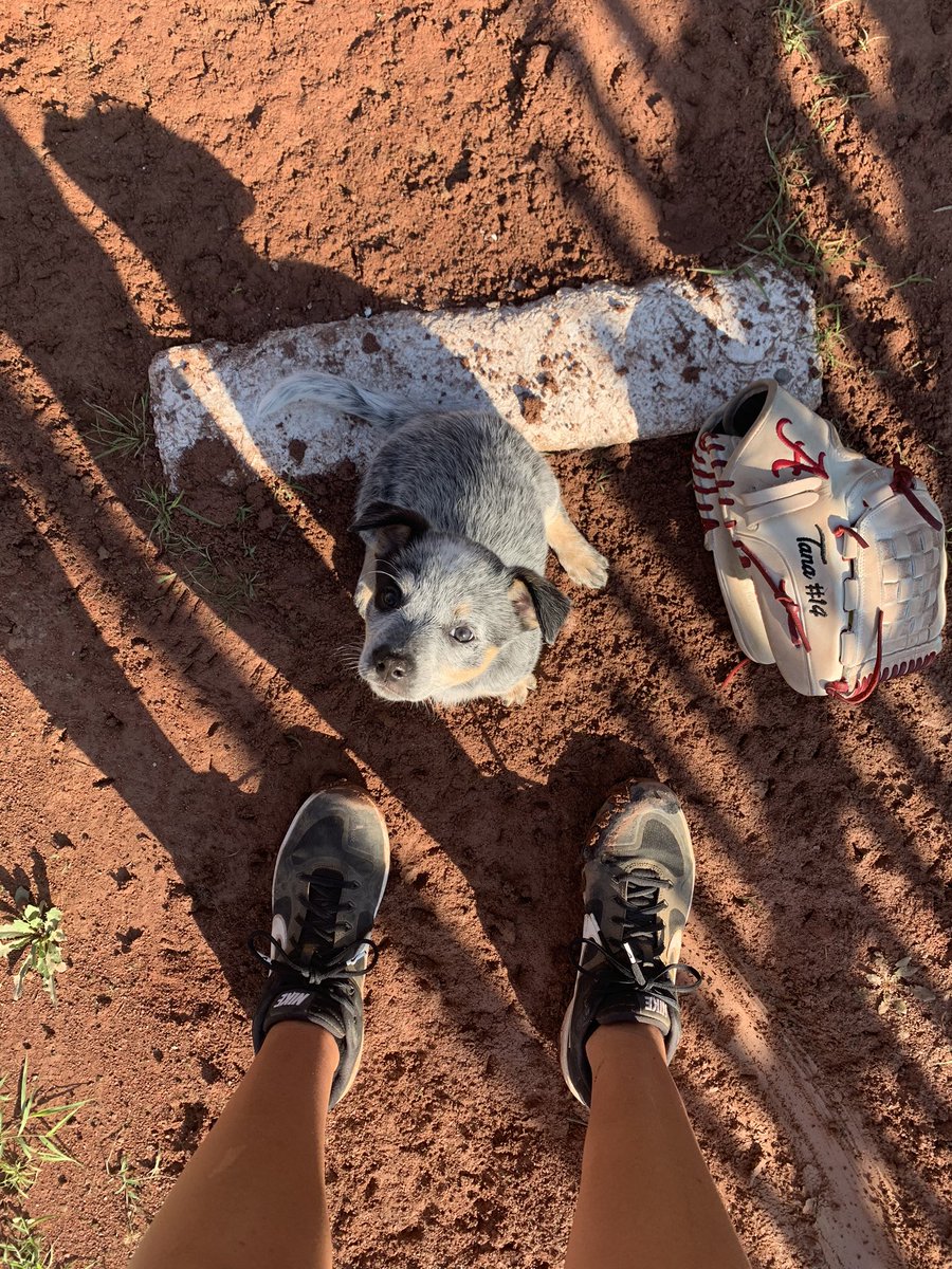 MontanaFouts's tweet photo. Dixie loves her morning bullpens 😍 https://t.co/egBqhyfkby
