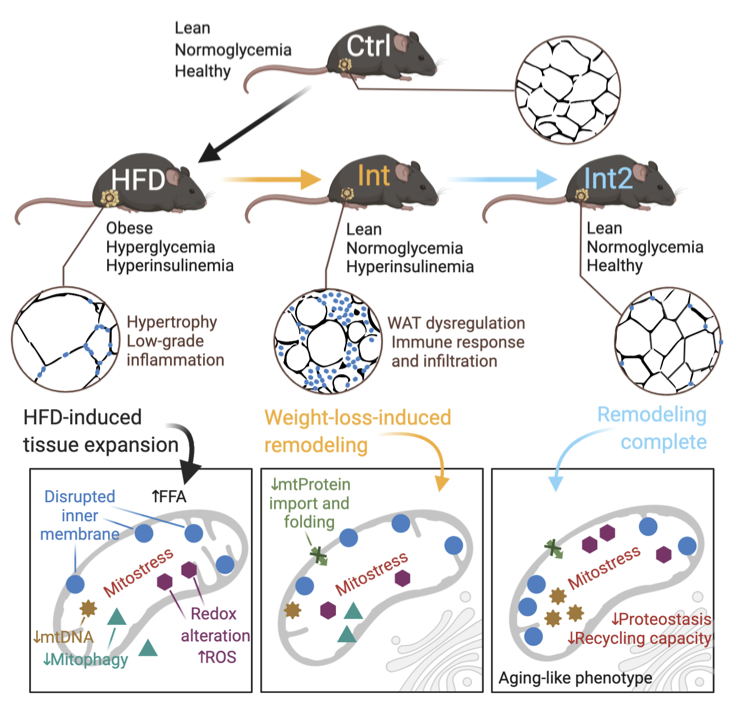 Beyond excited to share our work (now as preprint in @bioarkiv)! We show how #obesity causes irreversible #mitochondria failure in visceral #adipose tissue despite successful anti-obesogenic #lifestyle-based interventions. An #aging-like phenotype?
link⬇️
 tinyurl.com/limaproject