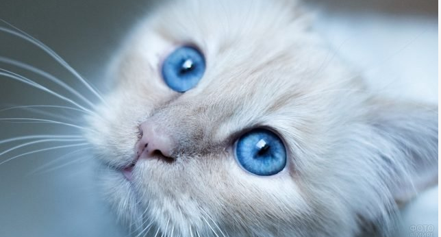 CatslovingC's tweet photo. how is looking#cat #lizard #pets #reptile #cute #morrocan #reptiles #herpetology #CatsOfTwitter #fluffyfursday #CatsOnTwitter https://t.co/o0Ch0OhVlA