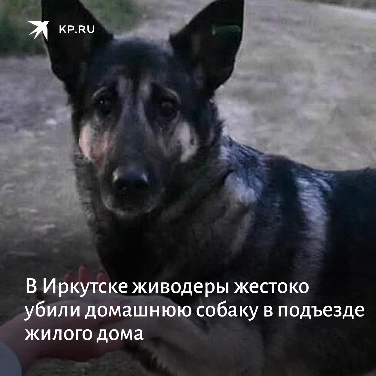 Где тут собака