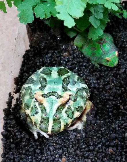 perotytan's tweet photo. パイナップルにしようかな？
ストロベリーかな？それとも
アプリコットにしようかな？

( °o°)ハッ　カエルの話ですヨ

#クランウェルツノガエル https://t.co/sTLa3C08Ev