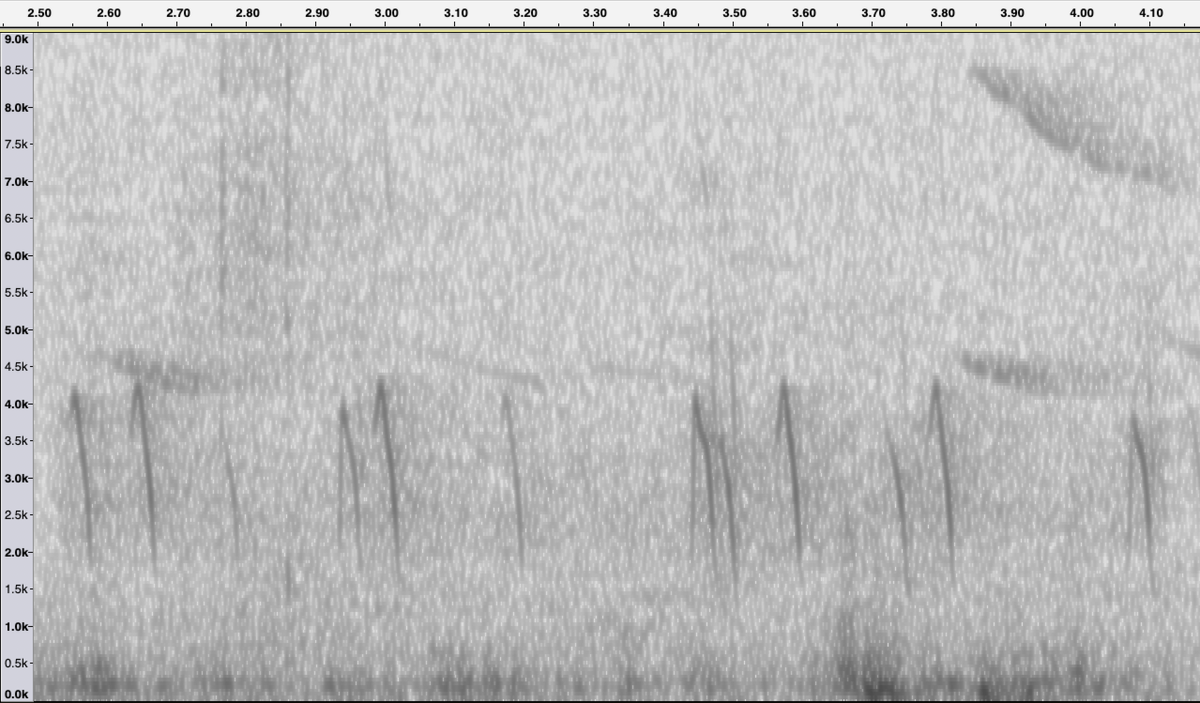 PeterWinn18's tweet photo. A few of the varied flight calls from yesterdays big flock of Crossbills in Darnaway forest. @SoundApproachUK #crossbills #passiverecording #continuousrecording https://t.co/4ssQc8ZBJj