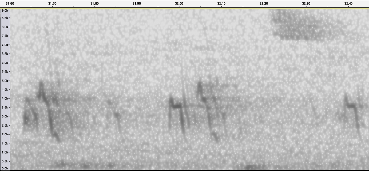 PeterWinn18's tweet photo. A few of the varied flight calls from yesterdays big flock of Crossbills in Darnaway forest. @SoundApproachUK #crossbills #passiverecording #continuousrecording https://t.co/4ssQc8ZBJj