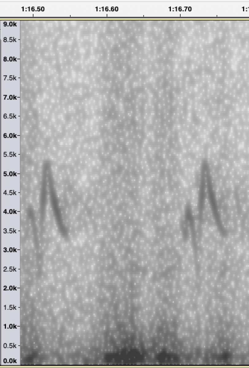 PeterWinn18's tweet photo. A few of the varied flight calls from yesterdays big flock of Crossbills in Darnaway forest. @SoundApproachUK #crossbills #passiverecording #continuousrecording https://t.co/4ssQc8ZBJj
