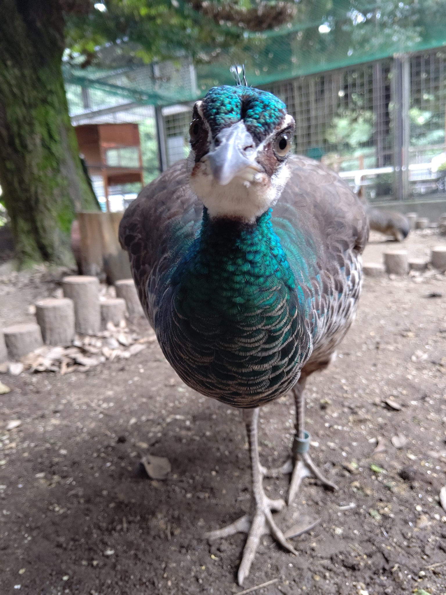 在庫限】改良 改チア 改造ペンライト 虹孔雀 フルカラー孔雀 14連