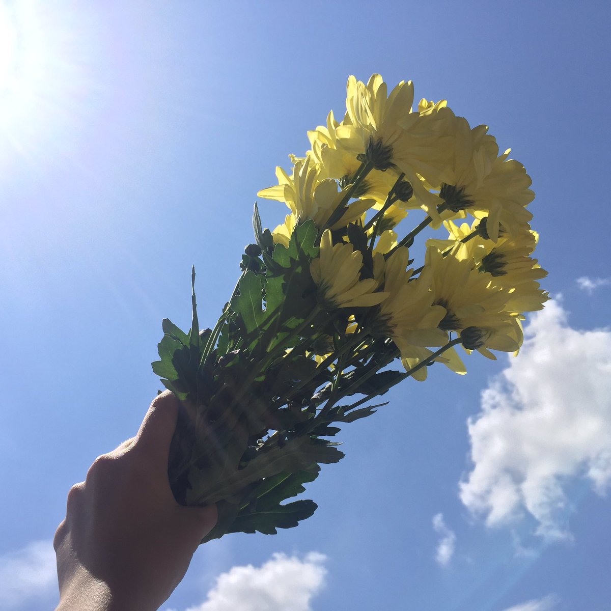 chaihonglum's tweet image. 🌼