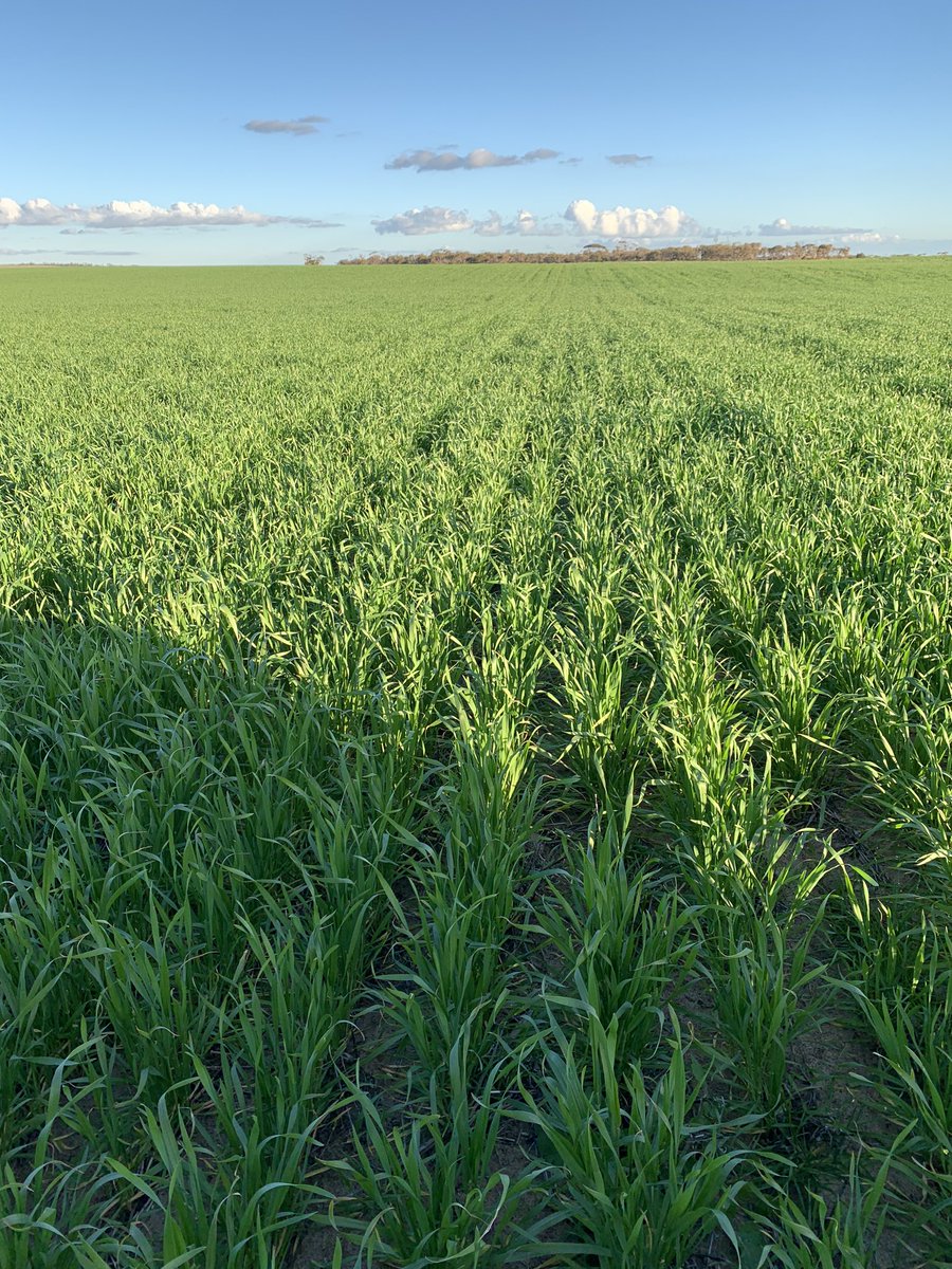 dwaynenottle's tweet photo. Chief wheat 🌾 ☔️☔️ https://t.co/DyRPprPbiX