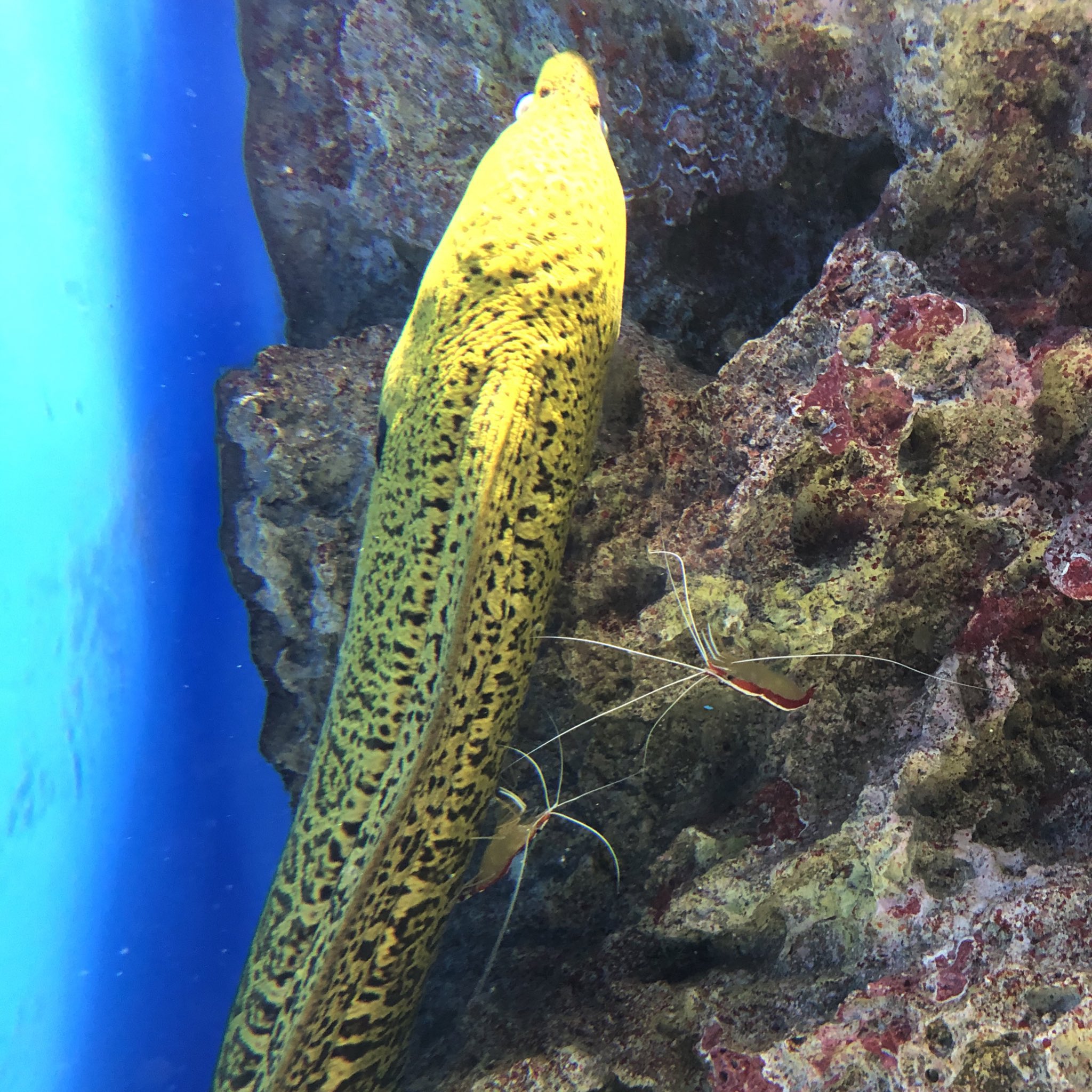 のす Sur Twitter いまウツボとタコのプレゼンしたら みんな行ってくれるの 仙台うみの杜水族館お勧めしたいんだけど グッズはわからないけど うつぼ二匹と小エビちゃんが同じ水槽にいるよ たこさんは別の水槽だけど ウツボとエビの共生について説明文も