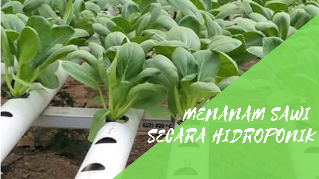 agrikompleks's tweet photo. Panduan Singkat Menanam Sawi Secara Hidroponik https://t.co/68qvjmSoio #Budidaya #pertanianindonesiamaju #Tipspertanian #Pertanian #Agribisnis #Infoagribisnis #Bisnis #Perikanan #Peternakan https://t.co/GAAtY0Lq07